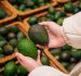 Perú exportó 565.877 toneladas de palta por más de US$ 1.200 millones entre enero y octubre de 2024