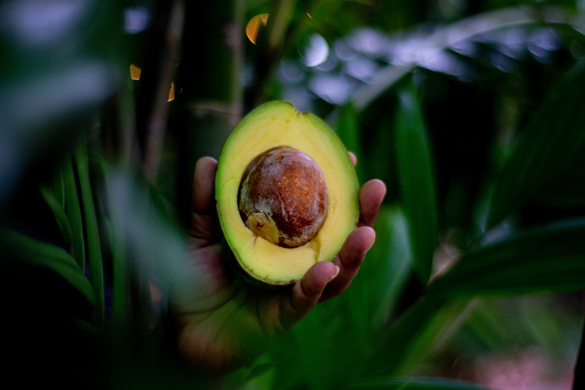 An avocado half coming out of the greenery of the garden