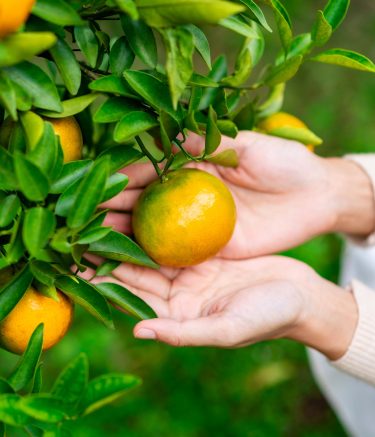 Farmer hand harvesting the orange fields