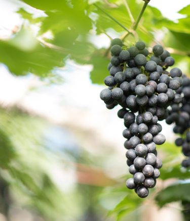 Grape harvest farm