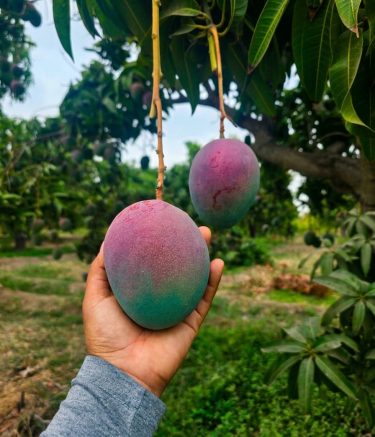 Mango
